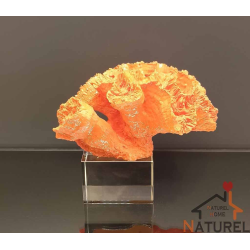 Kristal Kaideli Mercan (KRS055)